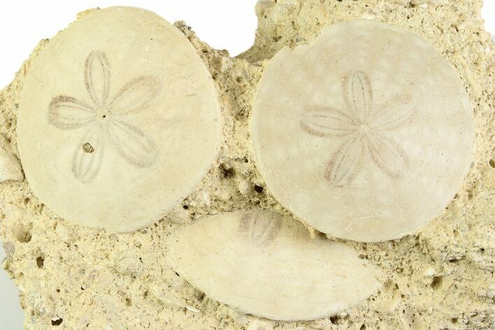 Three Fossil Sand Dollars (Scutella) - France #359695